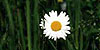 a lone daisy standing among the grass
